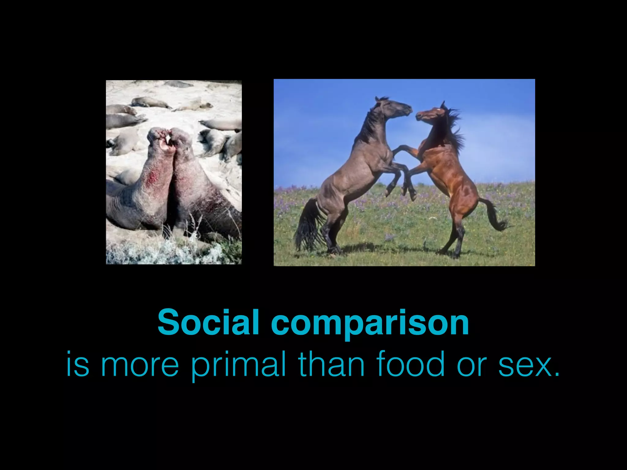 Social comparison 
is more primal than food or sex. 
 