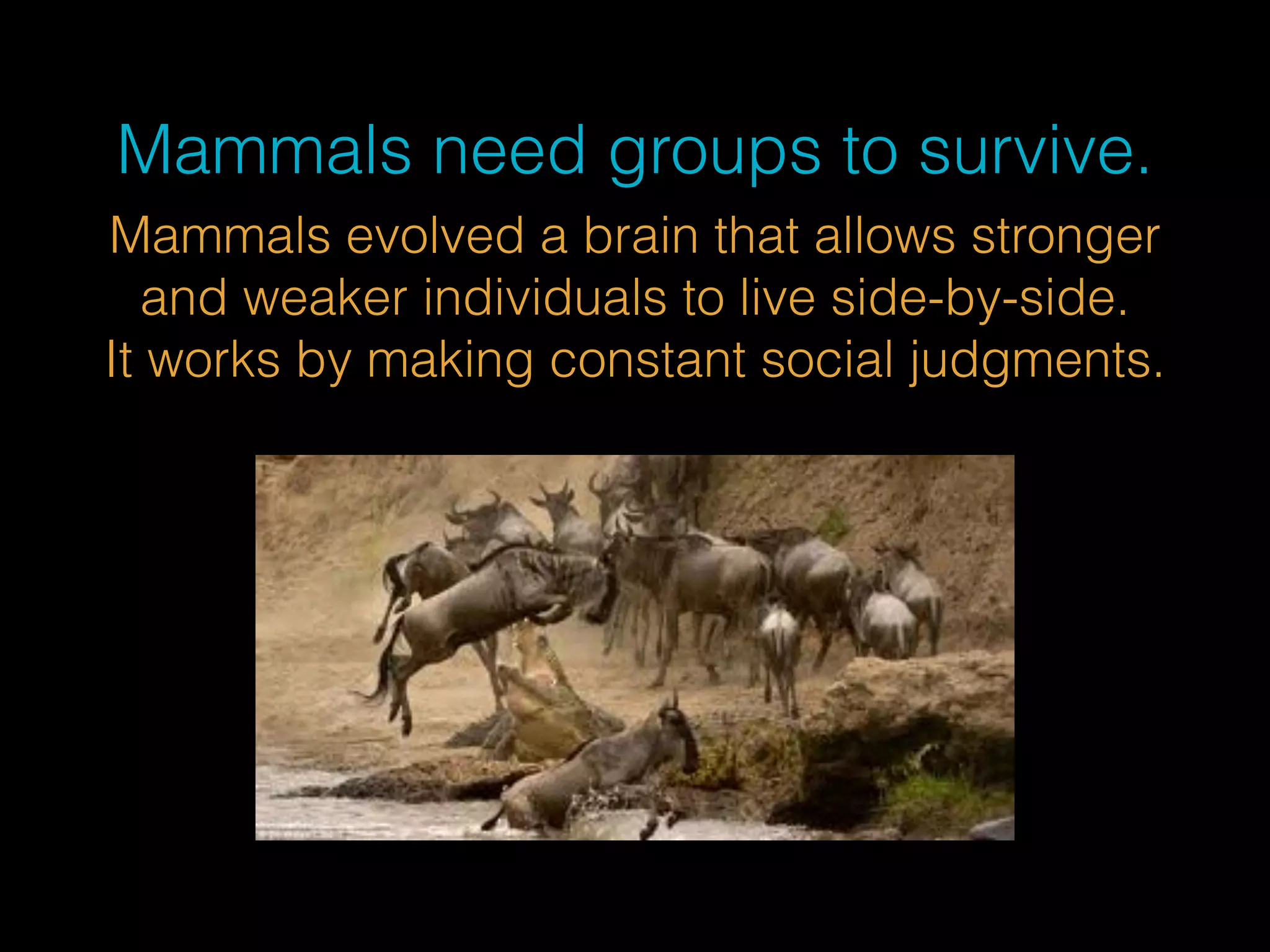 Mammals need groups to survive. 
Mammals evolved a brain that allows stronger 
and weaker individuals to live side-by-side. 
It works by making constant social judgments. 
 