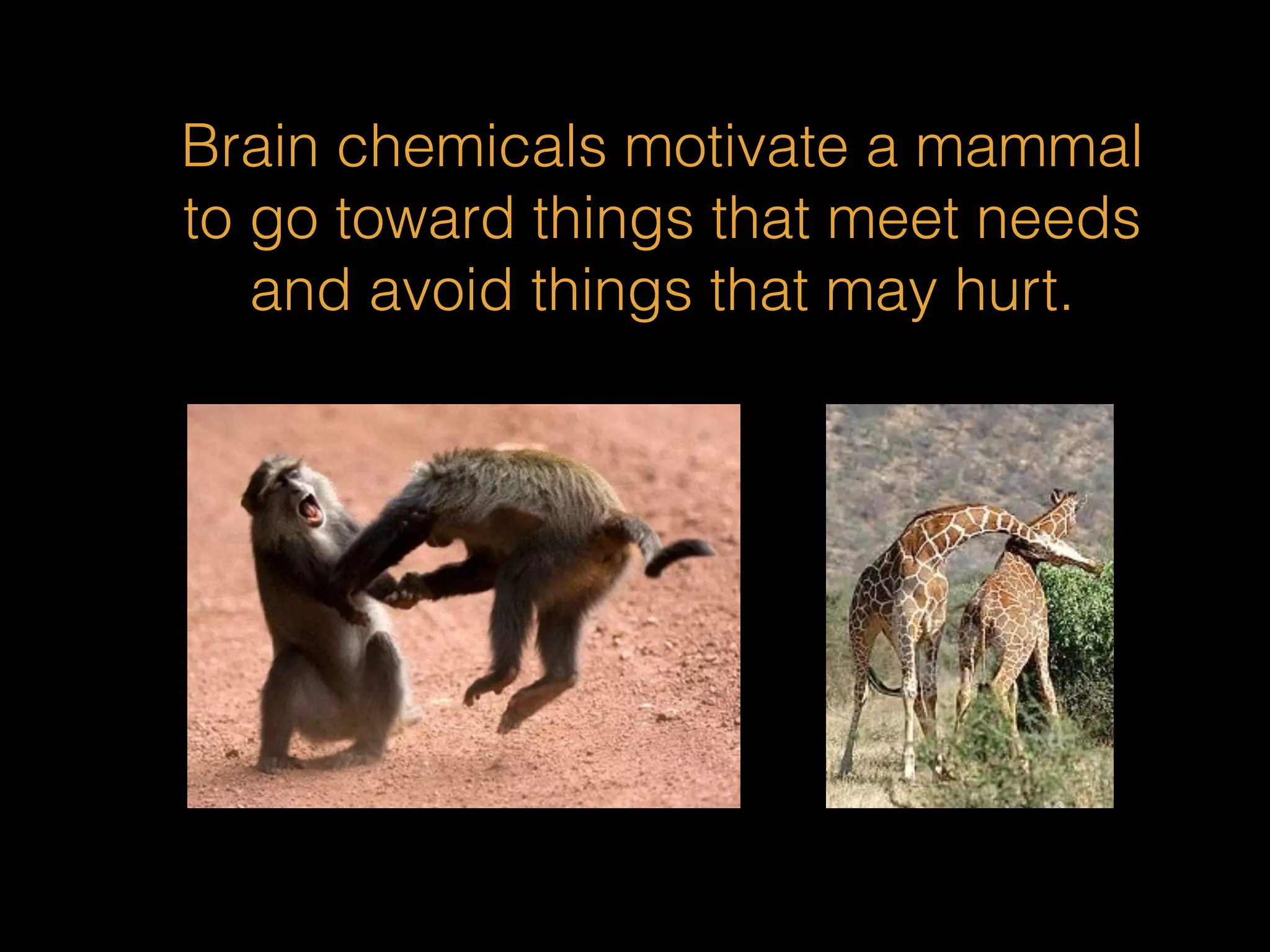 Brain chemicals motivate a mammal 
to go toward things that meet needs 
and avoid things that may hurt. 
 