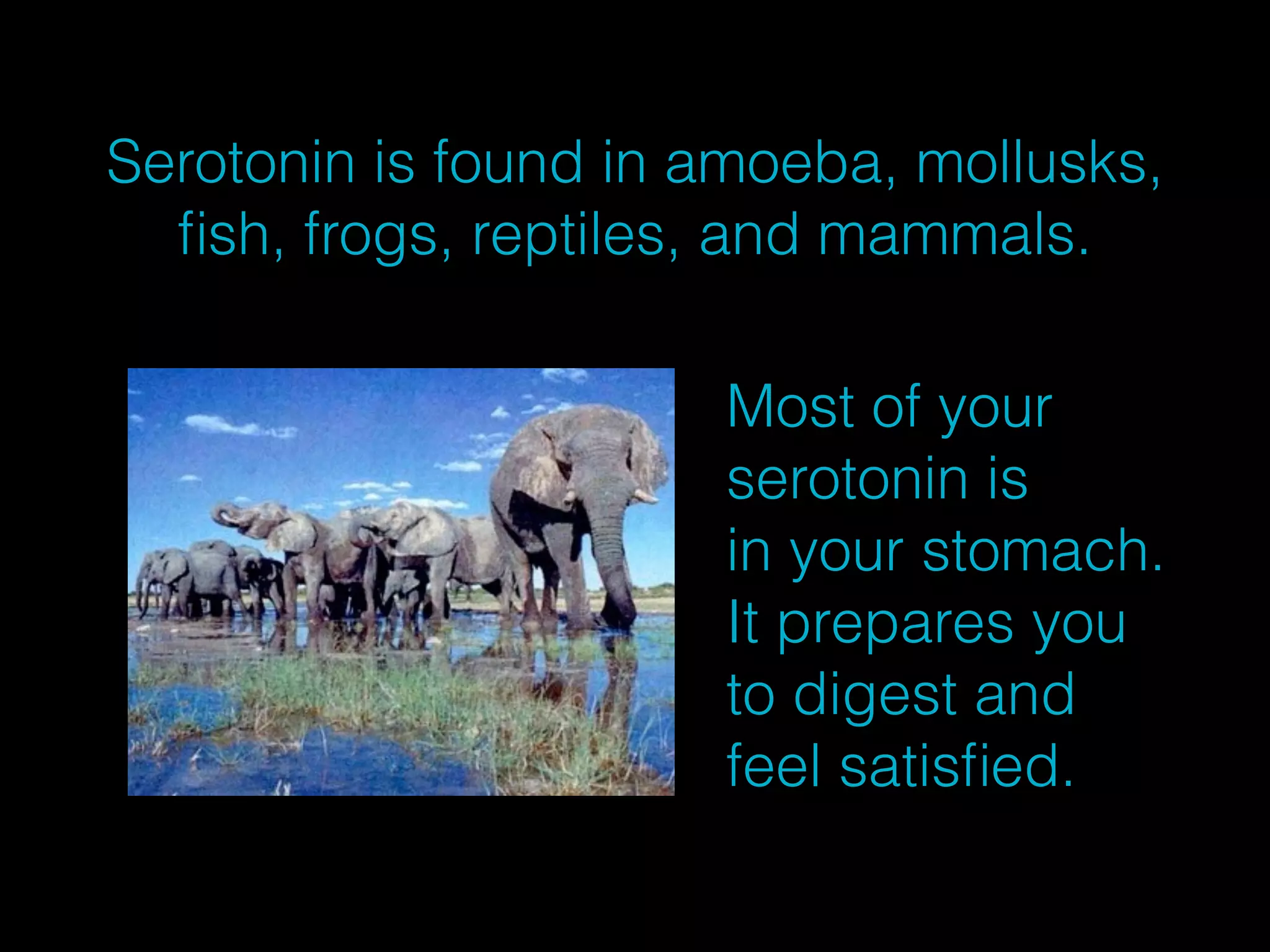Serotonin is found in amoeba, mollusks, 
fish, frogs, reptiles, and mammals. 
Most of your 
serotonin is 
in your stomach. 
It prepares you 
to digest and 
feel satisfied. 
 