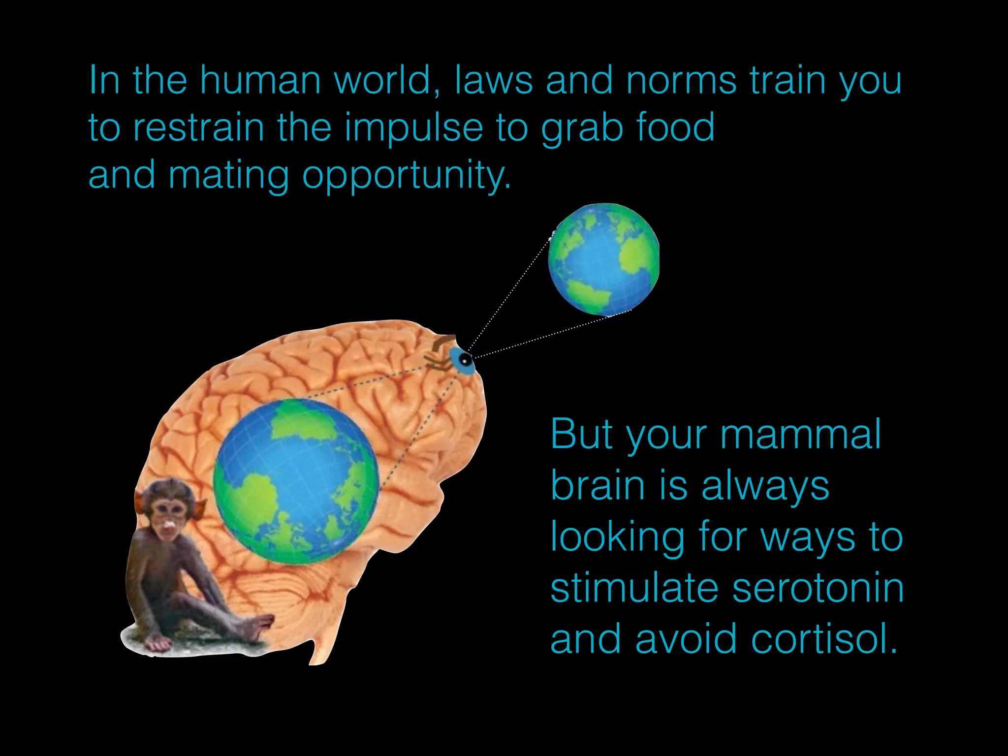 In the human world, laws and norms train you 
to restrain the impulse to grab food 
and mating opportunity. 
But your mammal 
brain is always 
looking for ways to 
stimulate serotonin 
and avoid cortisol. 
 