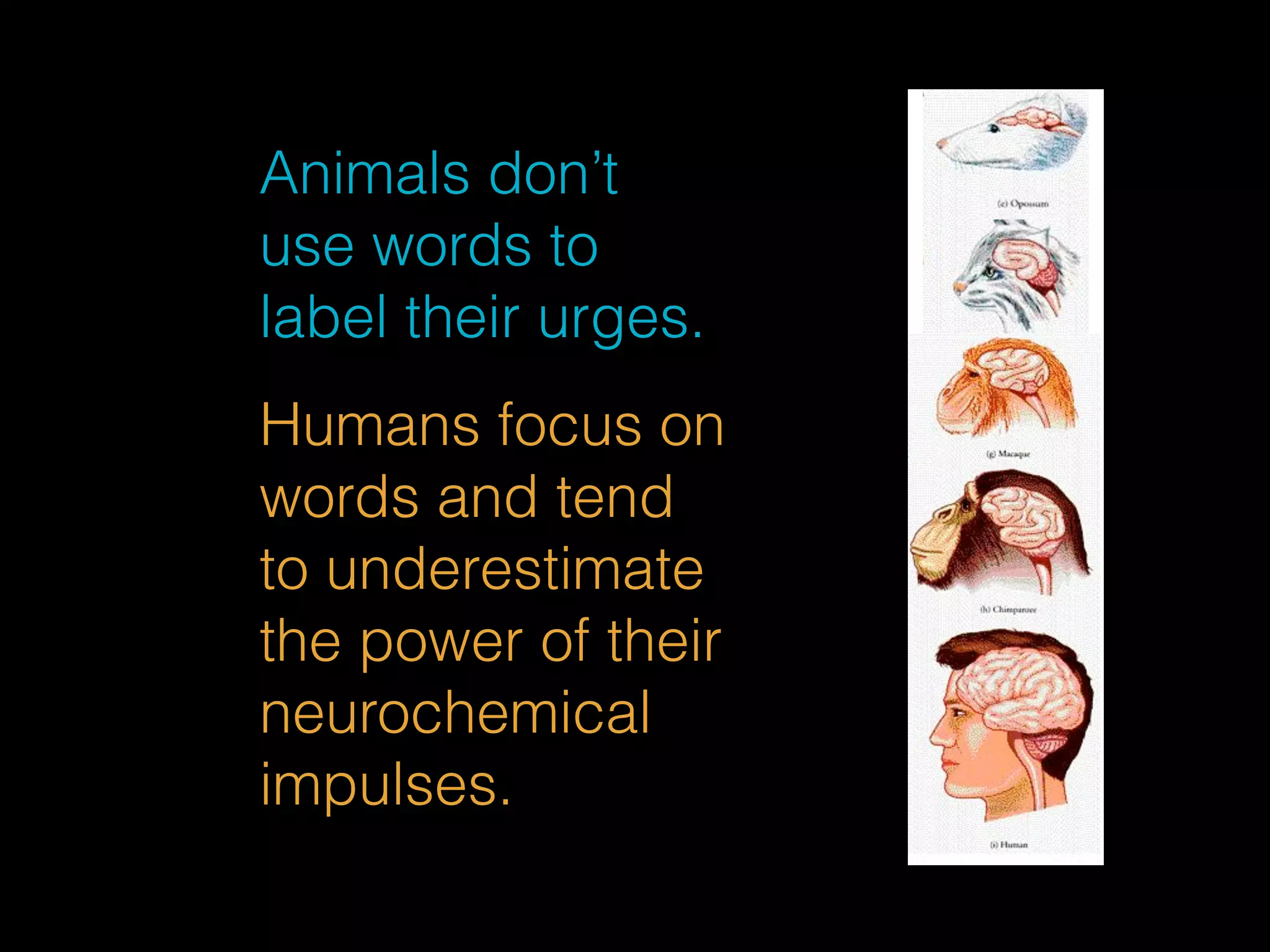 Animals don’t 
use words to 
label their urges. 
Humans focus on 
words and tend 
to underestimate 
the power of their 
neurochemical 
impulses. 
 