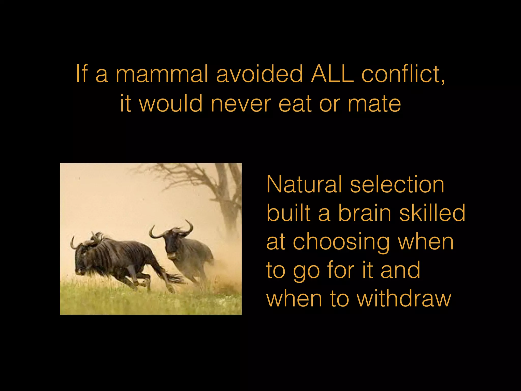 If a mammal avoided ALL conflict, 
it would never eat or mate 
Natural selection 
built a brain skilled 
at choosing when 
to go for it and 
when to withdraw 
 