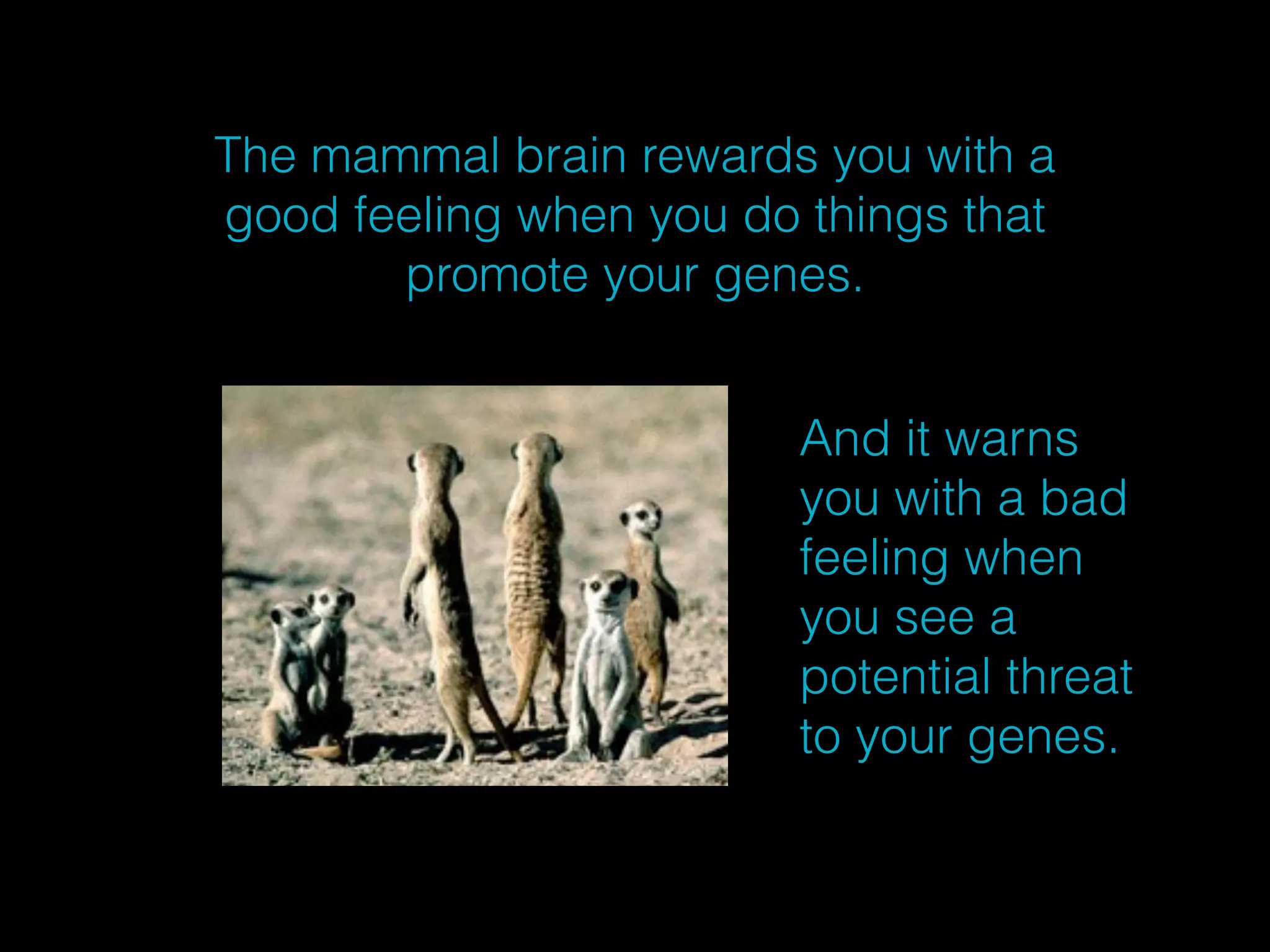 The mammal brain rewards you with a 
good feeling when you do things that 
promote your genes. 
And it warns 
you with a bad 
feeling when 
you see a 
potential threat 
to your genes. 
 