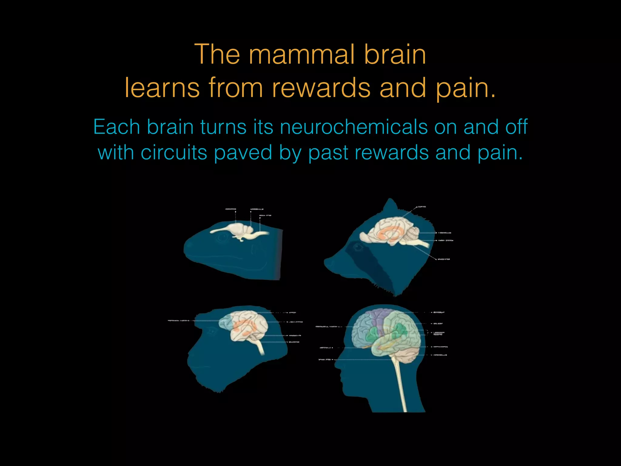 The mammal brain 
learns from rewards and pain. 
Each brain turns its neurochemicals on and off 
with circuits paved by past rewards and pain. 
 