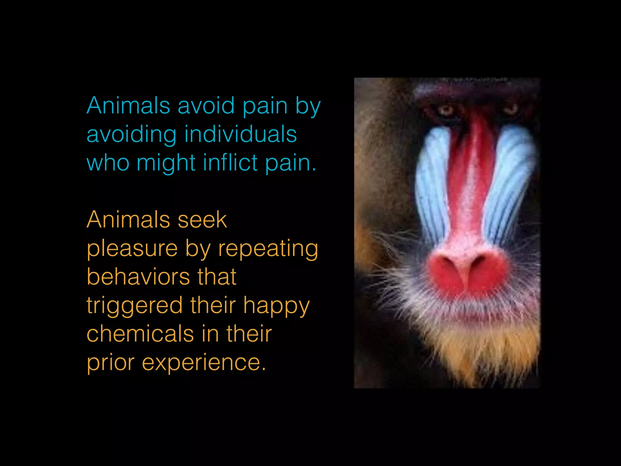 Animals avoid pain by 
avoiding individuals 
who might inflict pain. 
Animals seek 
pleasure by repeating 
behaviors that 
triggered their happy 
chemicals in their 
prior experience. 
 