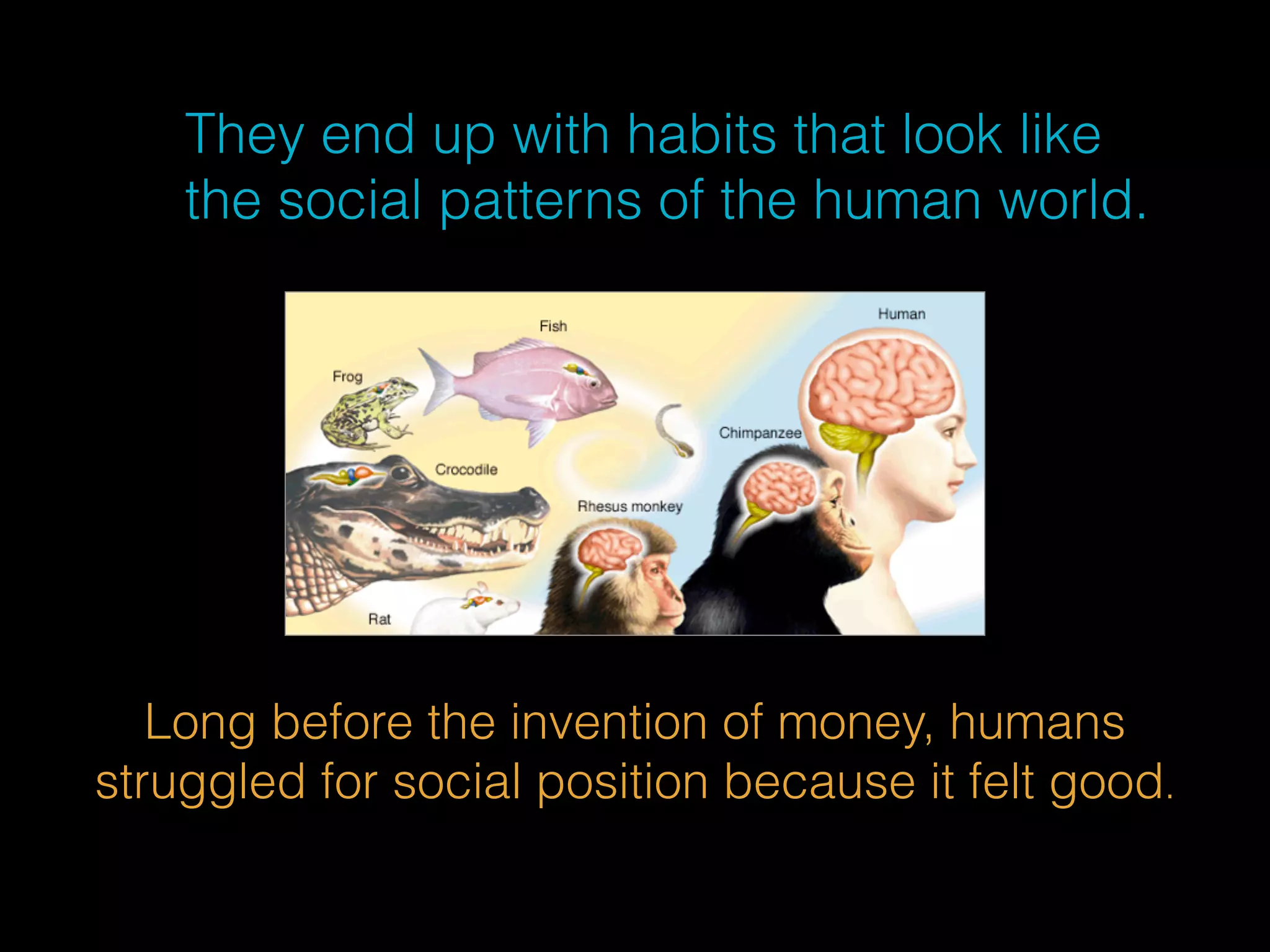 They end up with habits that look like 
the social patterns of the human world. 
Long before the invention of money, humans 
struggled for social position because it felt good. 
 