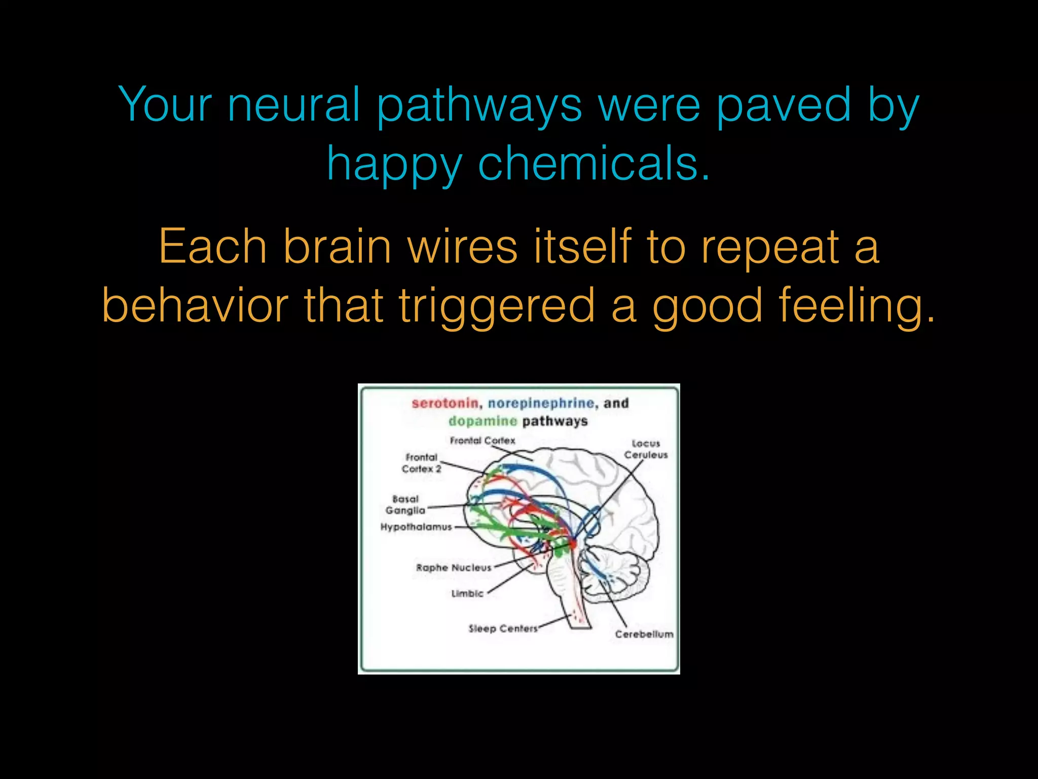 Your neural pathways were paved by 
happy chemicals. 
Each brain wires itself to repeat a 
behavior that triggered a good feeling. 
 