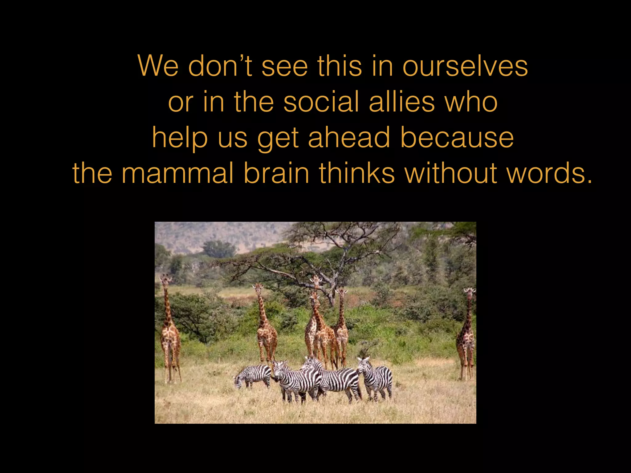 We don’t see this in ourselves 
or in the social allies who 
help us get ahead because 
the mammal brain thinks without words. 
 