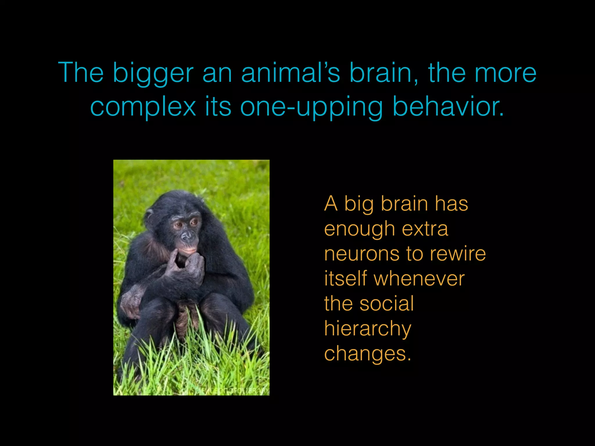 The bigger an animal’s brain, the more 
complex its one-upping behavior. 
A big brain has 
enough extra 
neurons to rewire 
itself whenever 
the social 
hierarchy 
changes. 
 