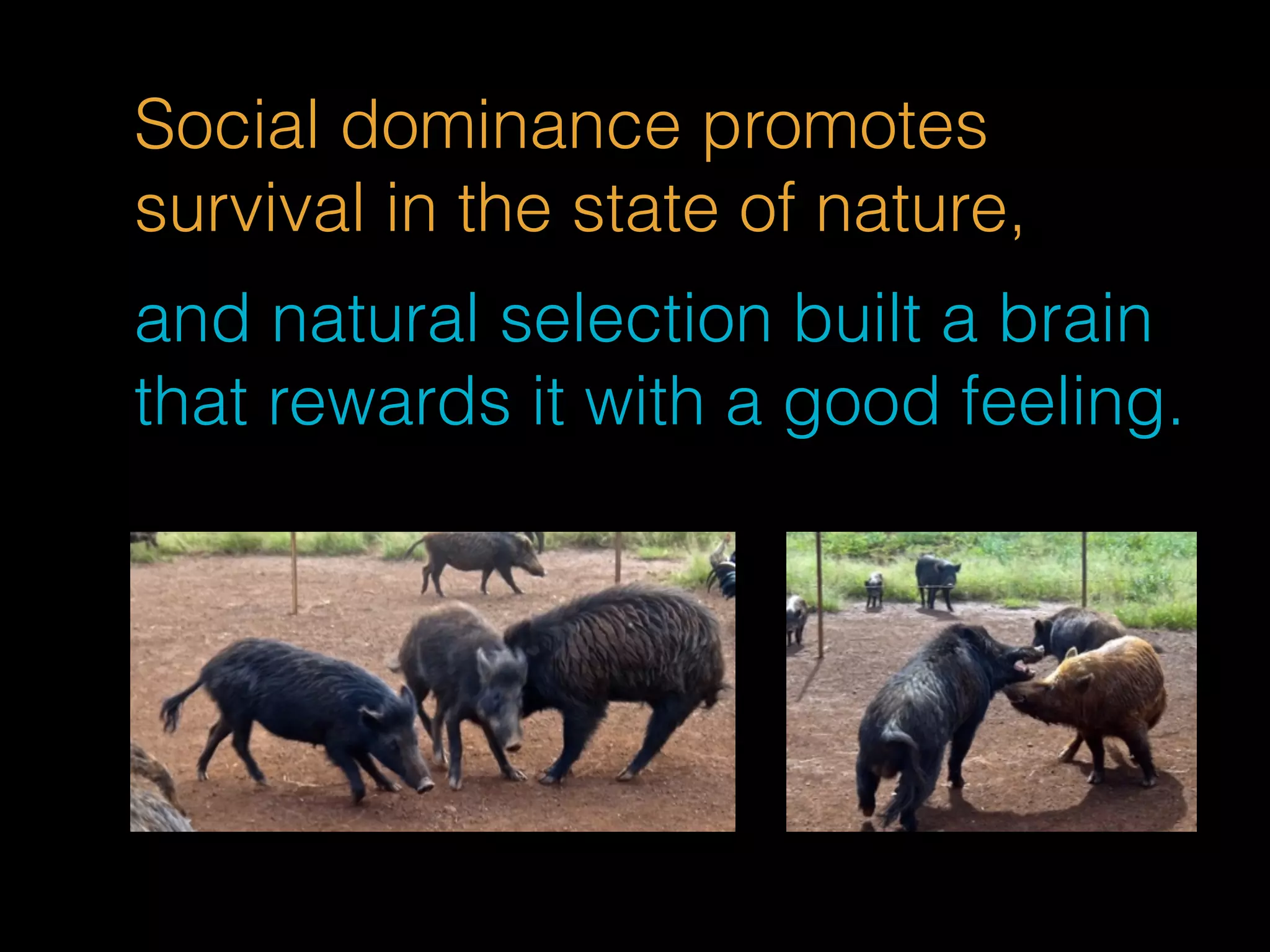Social dominance promotes 
survival in the state of nature, 
and natural selection built a brain 
that rewards it with a good feeling. 
 