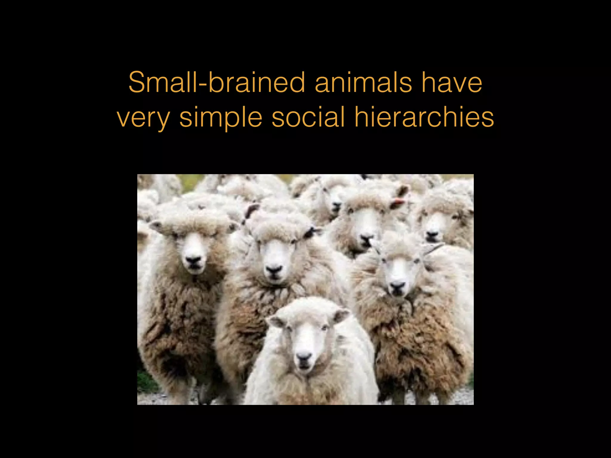 Small-brained animals have 
very simple social hierarchies 
 