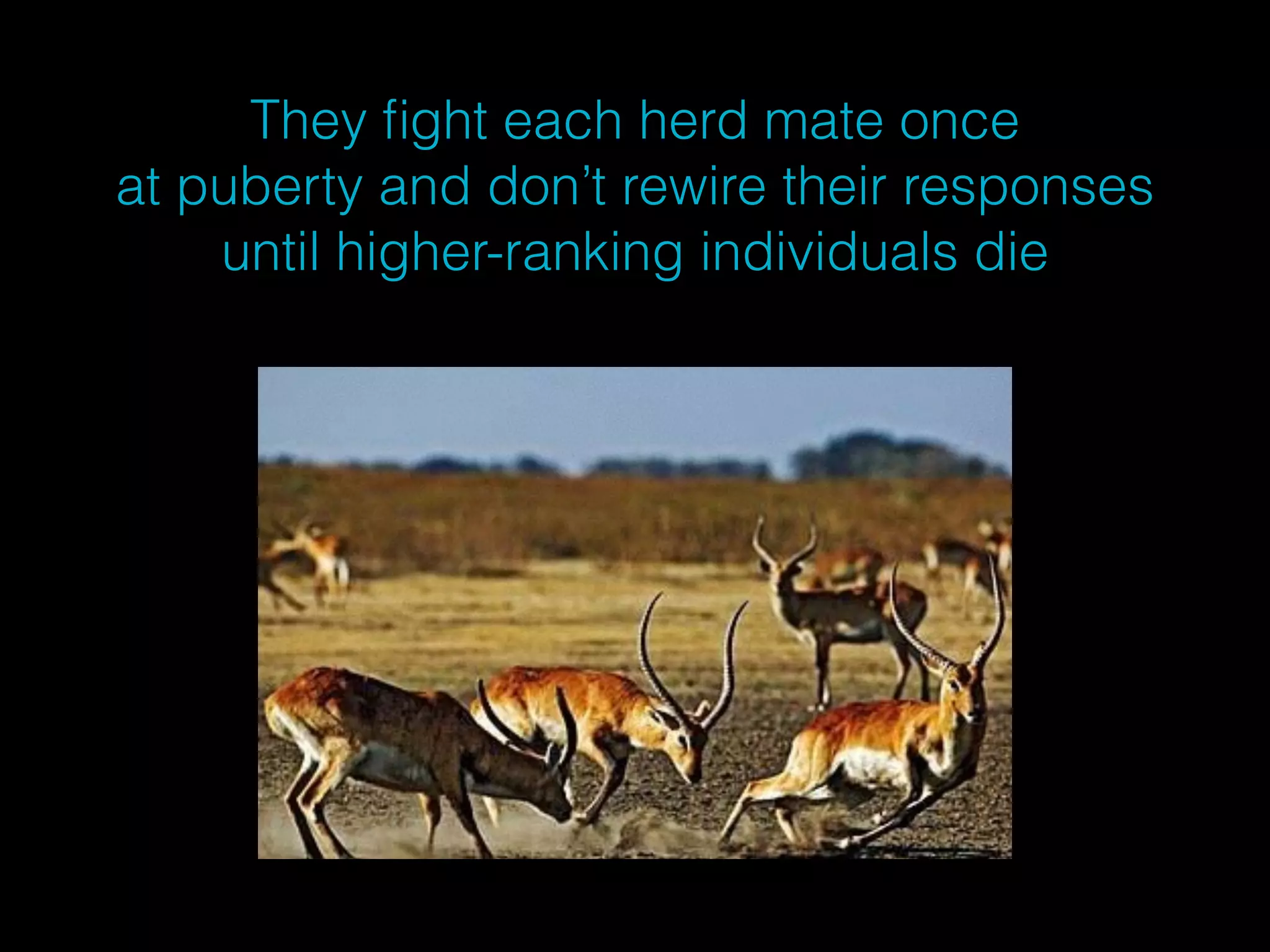 They fight each herd mate once 
at puberty and don’t rewire their responses 
until higher-ranking individuals die 
 