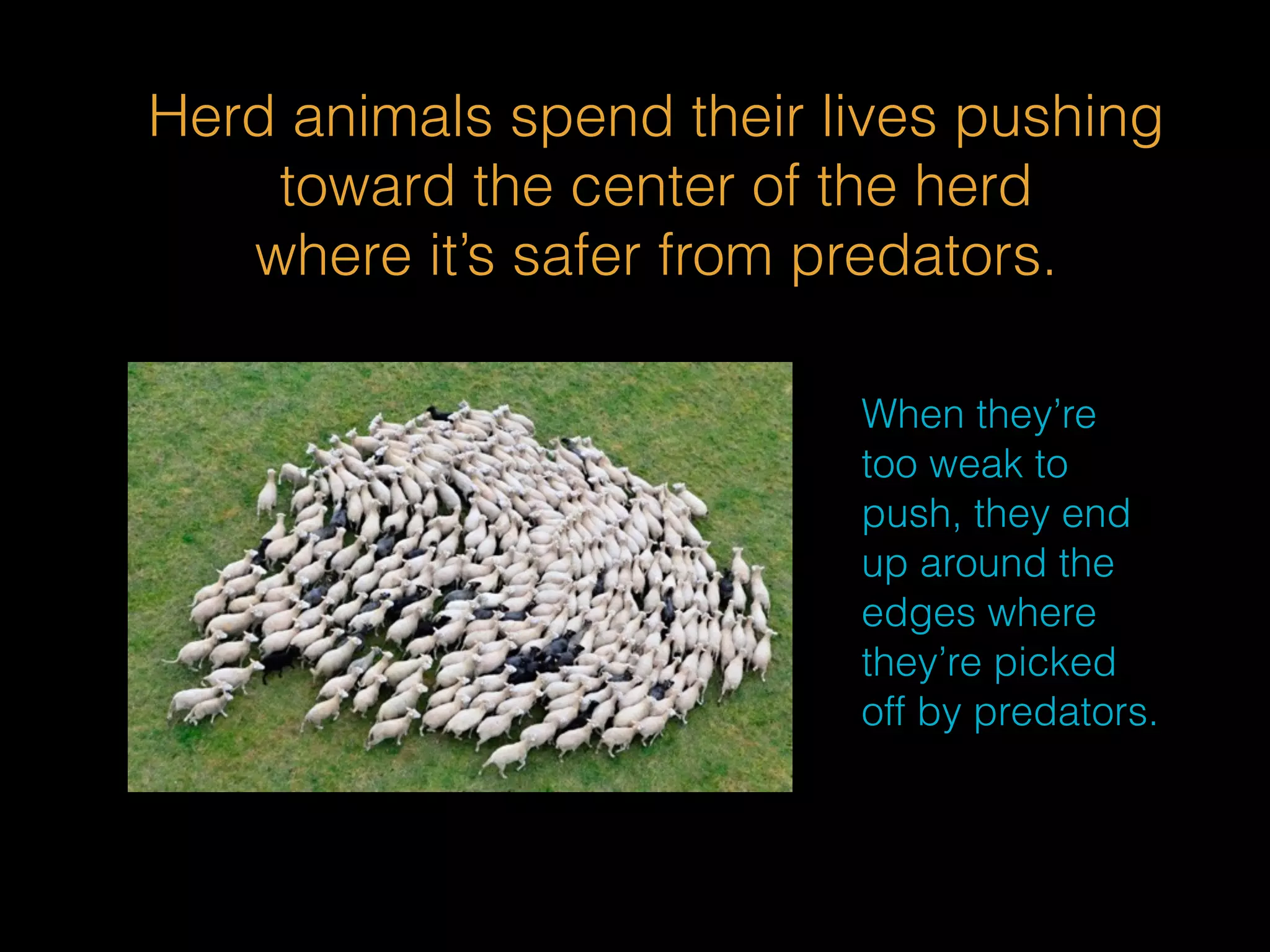 Herd animals spend their lives pushing 
toward the center of the herd 
where it’s safer from predators. 
When they’re 
too weak to 
push, they end 
up around the 
edges where 
they’re picked 
off by predators. 
 