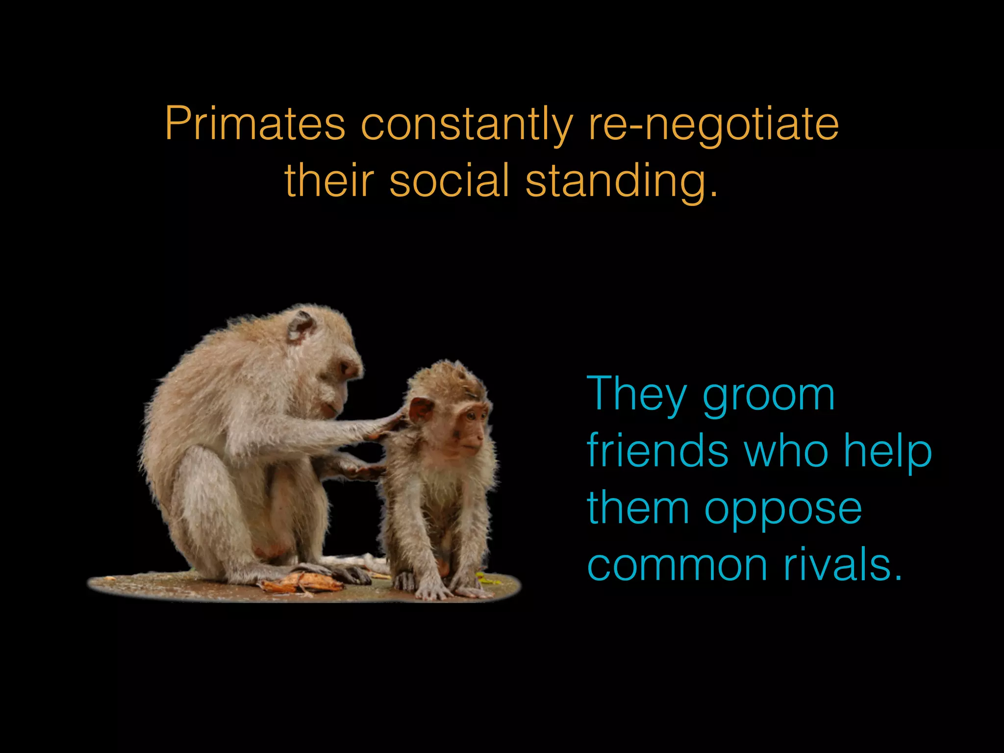 Primates constantly re-negotiate 
their social standing. 
They groom 
friends who help 
them oppose 
common rivals. 
 