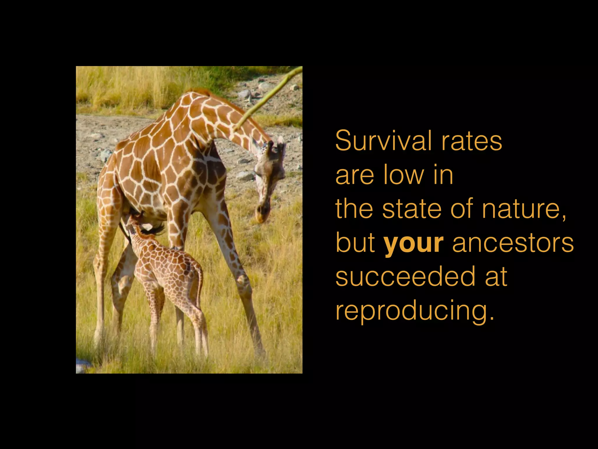 Survival rates 
are low in 
the state of nature, 
but your ancestors 
succeeded at 
reproducing. 
 