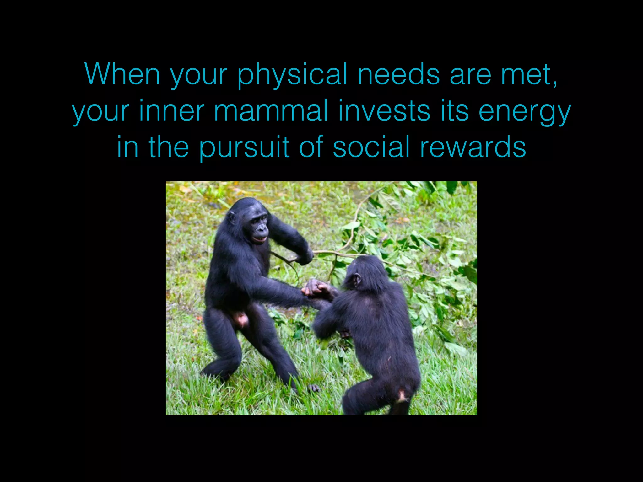 When your physical needs are met, 
your inner mammal invests its energy 
in the pursuit of social rewards 
 
