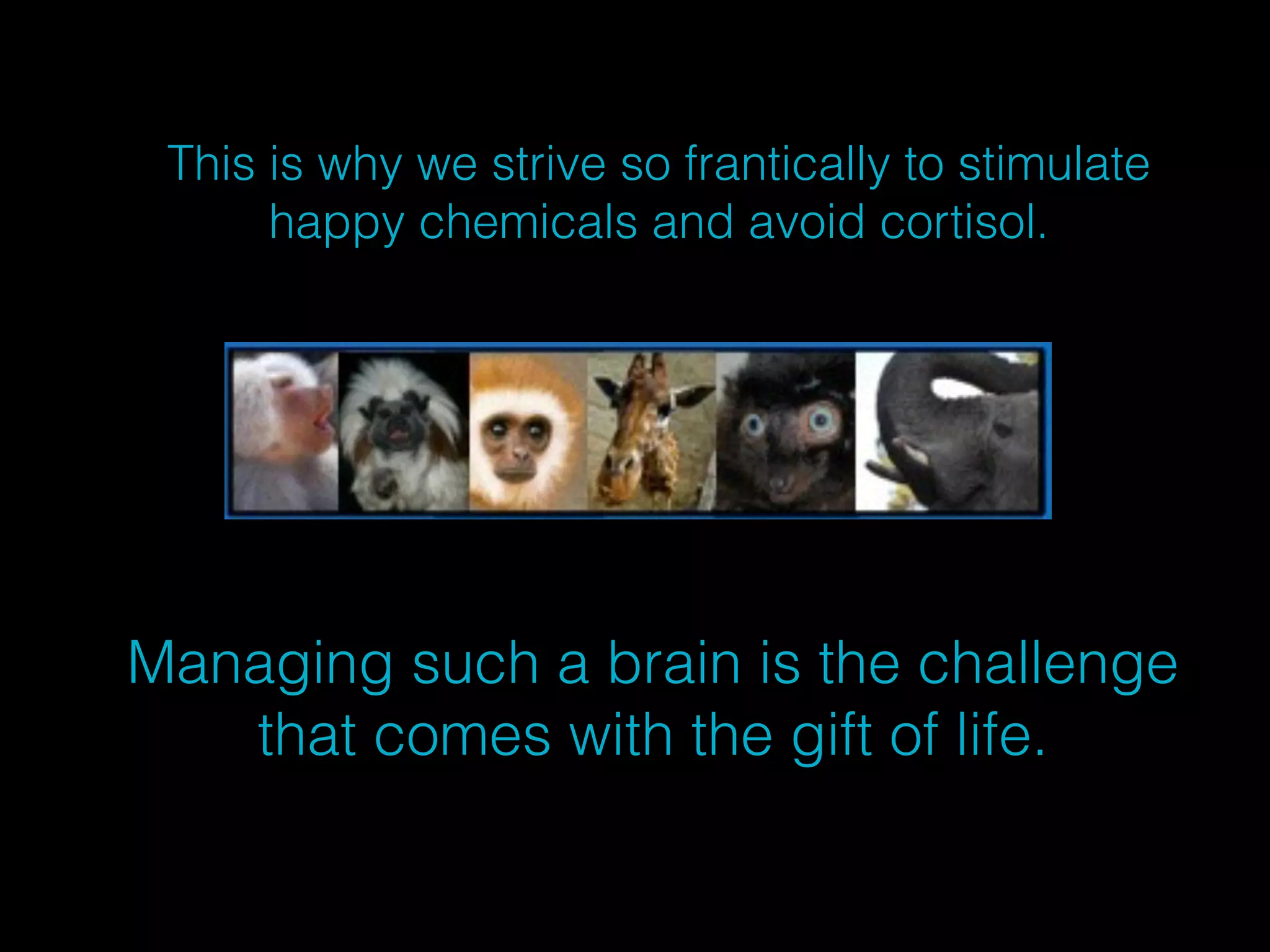 This is why we strive so frantically to stimulate 
happy chemicals and avoid cortisol. 
Managing such a brain is the challenge 
that comes with the gift of life. 
 