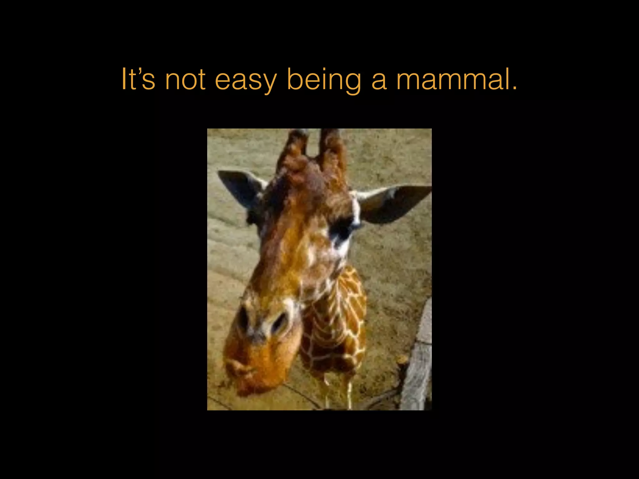 It’s not easy being a mammal. 
 