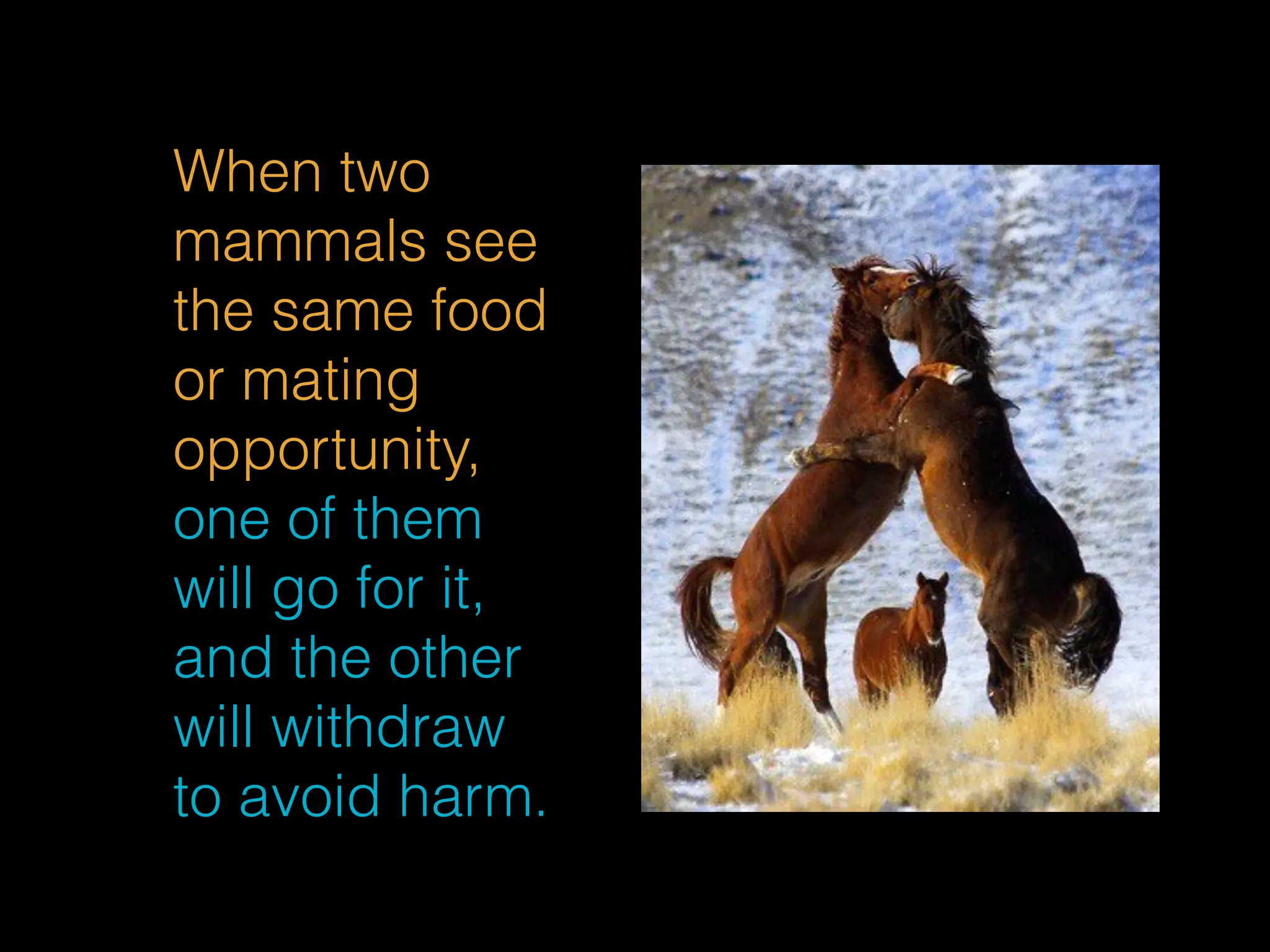 When two 
mammals see 
the same food 
or mating 
opportunity, 
one of them 
will go for it, 
and the other 
will withdraw 
to avoid harm. 
 