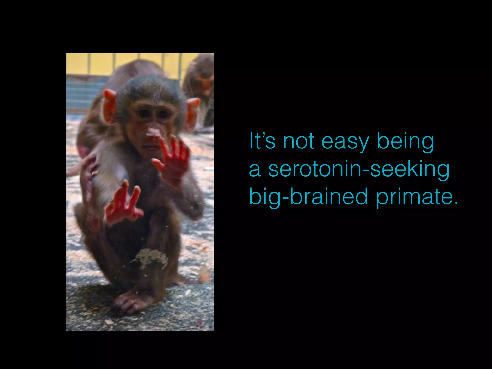 It’s not easy being 
a serotonin-seeking 
big-brained primate. 
 