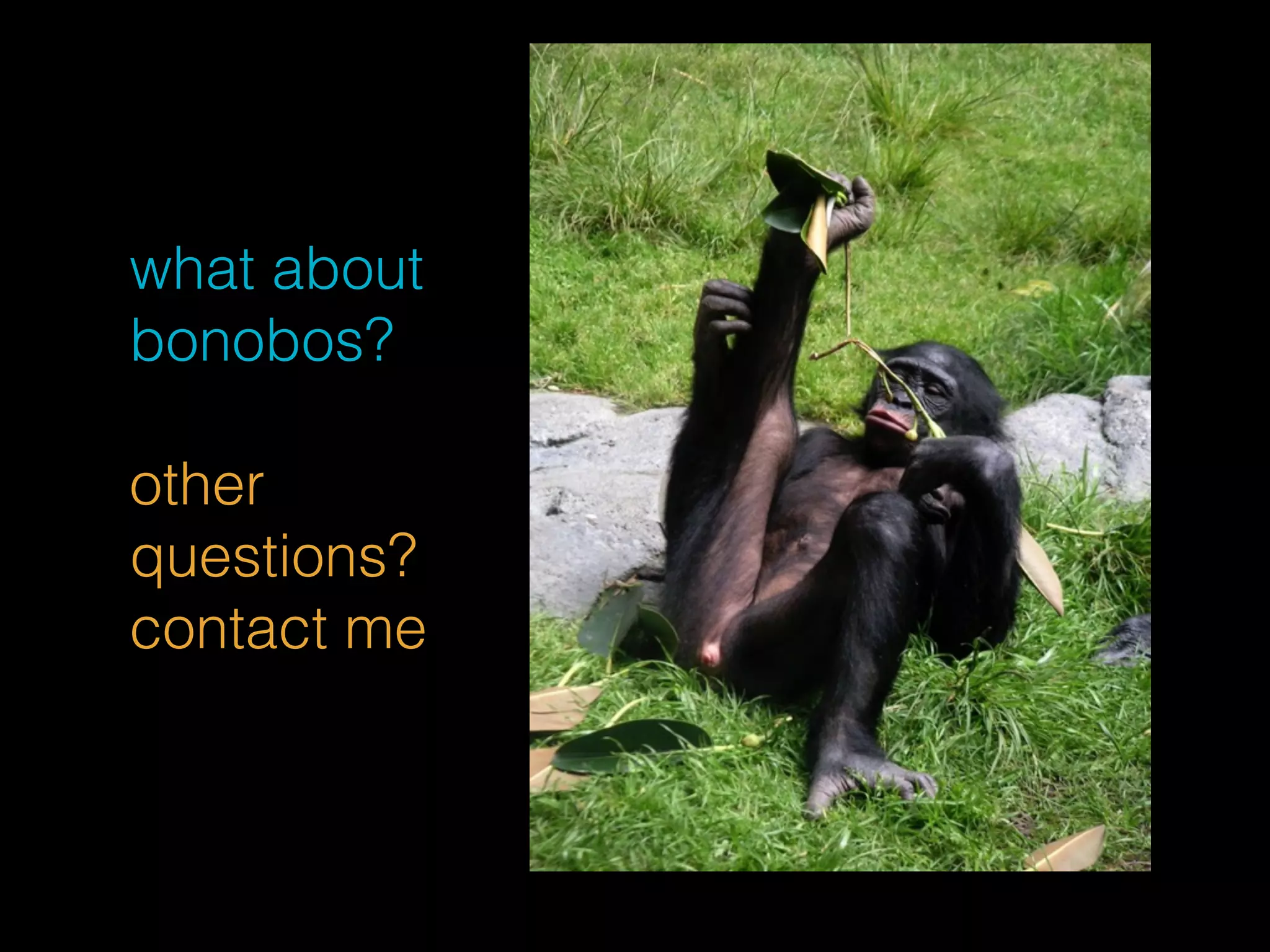 what about 
bonobos? 
other 
questions? 
contact me 
 