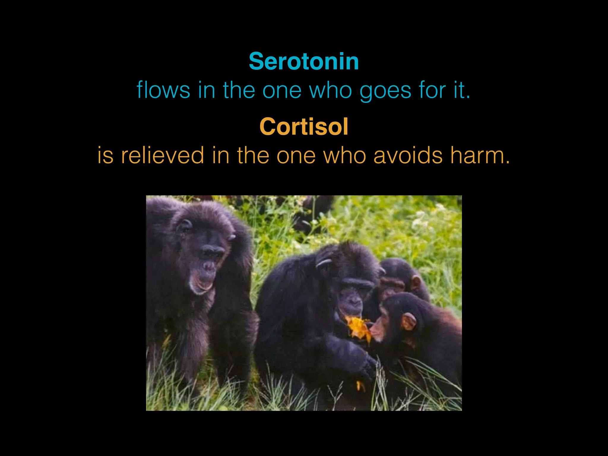 Serotonin 
flows in the one who goes for it. 
Cortisol 
is relieved in the one who avoids harm. 
 