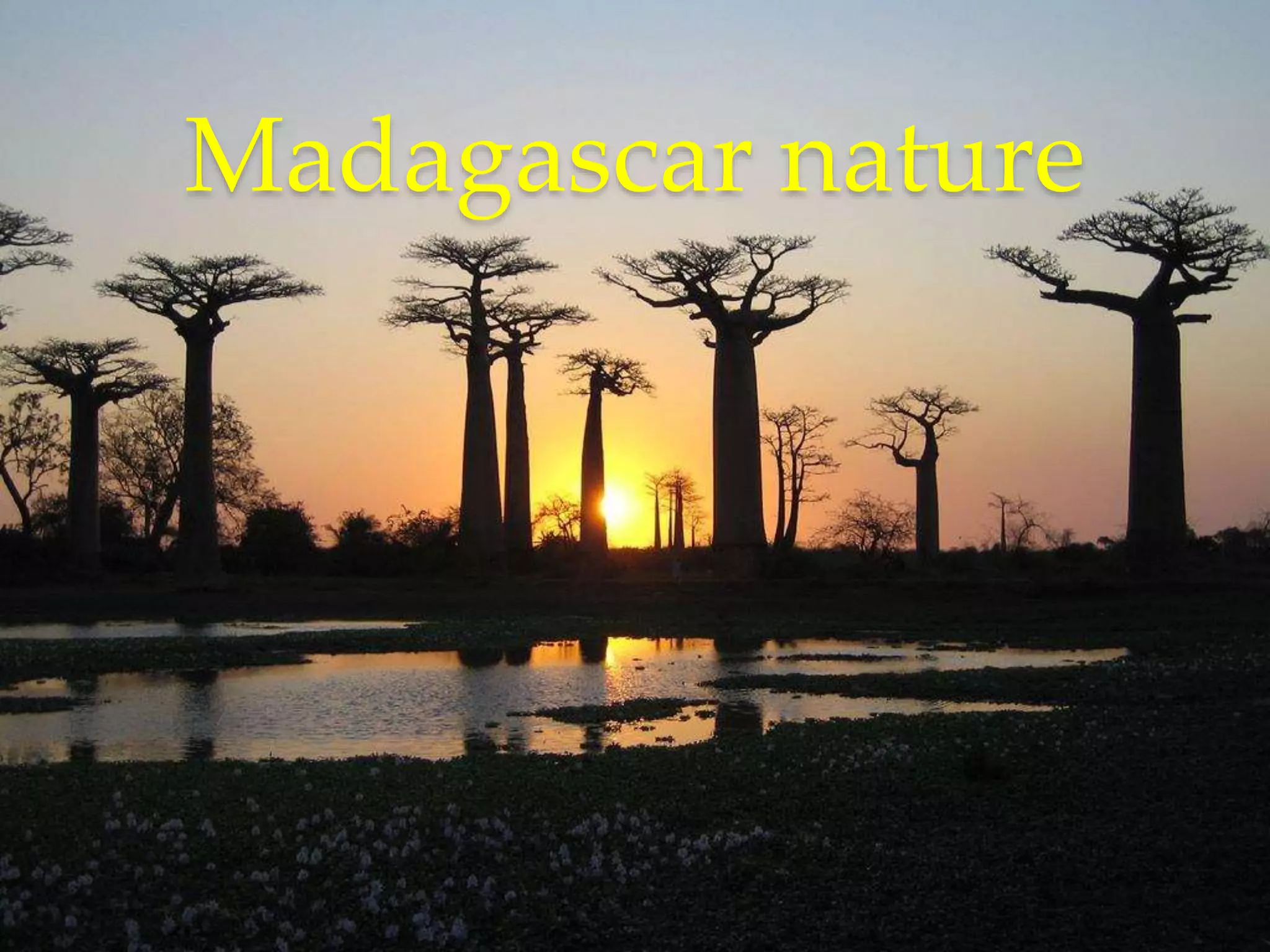 Madagascar nature