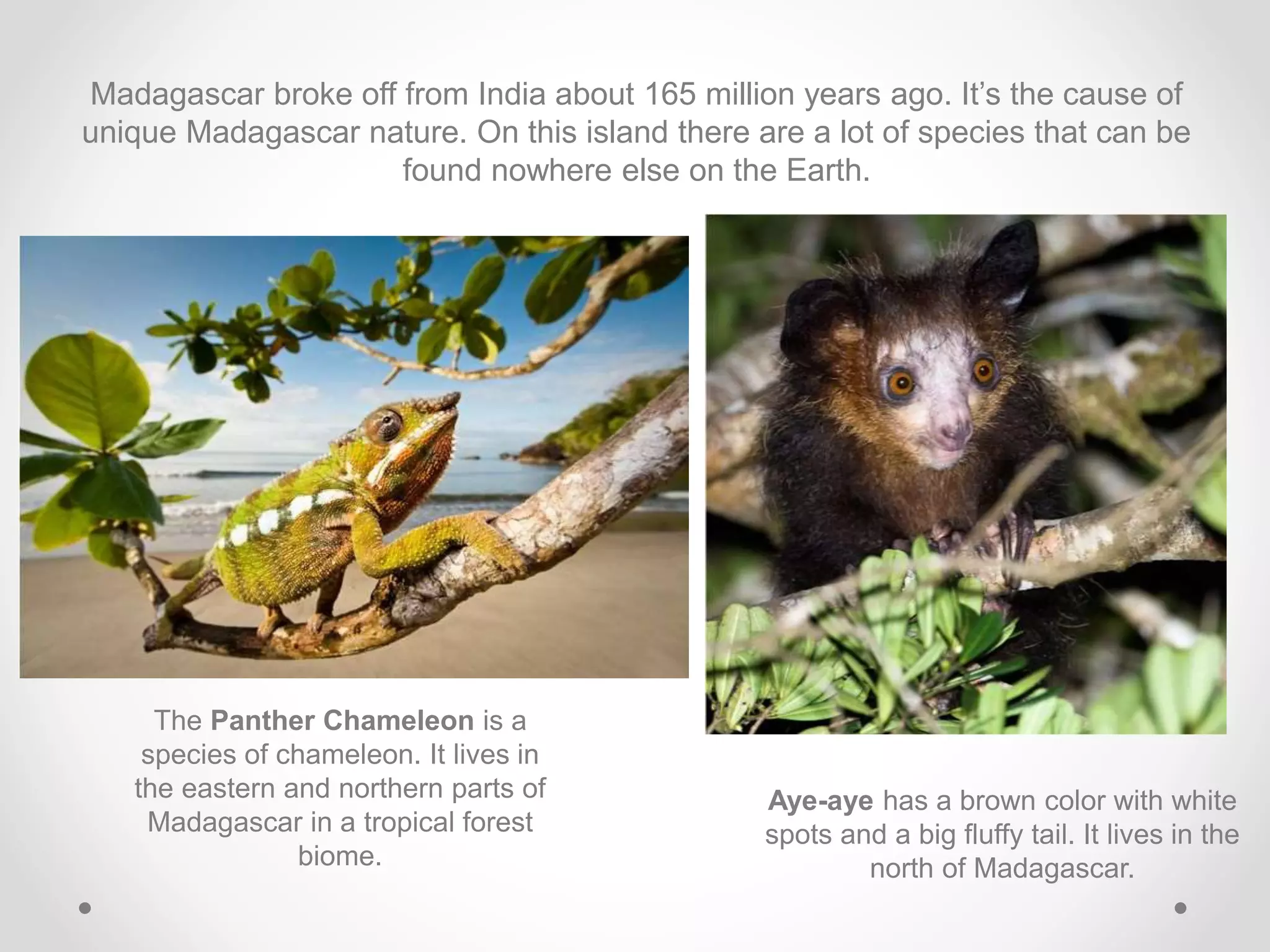 Madagascar broke off from India about 165 million years ago. It’s the cause of
unique Madagascar nature. On this island there are a lot of species that can be
found nowhere else on the Earth.
The Panther Chameleon is a
species of chameleon. It lives in
the eastern and northern parts of
Madagascar in a tropical forest
biome.
Aye-aye has a brown color with white
spots and a big fluffy tail. It lives in the
north of Madagascar.