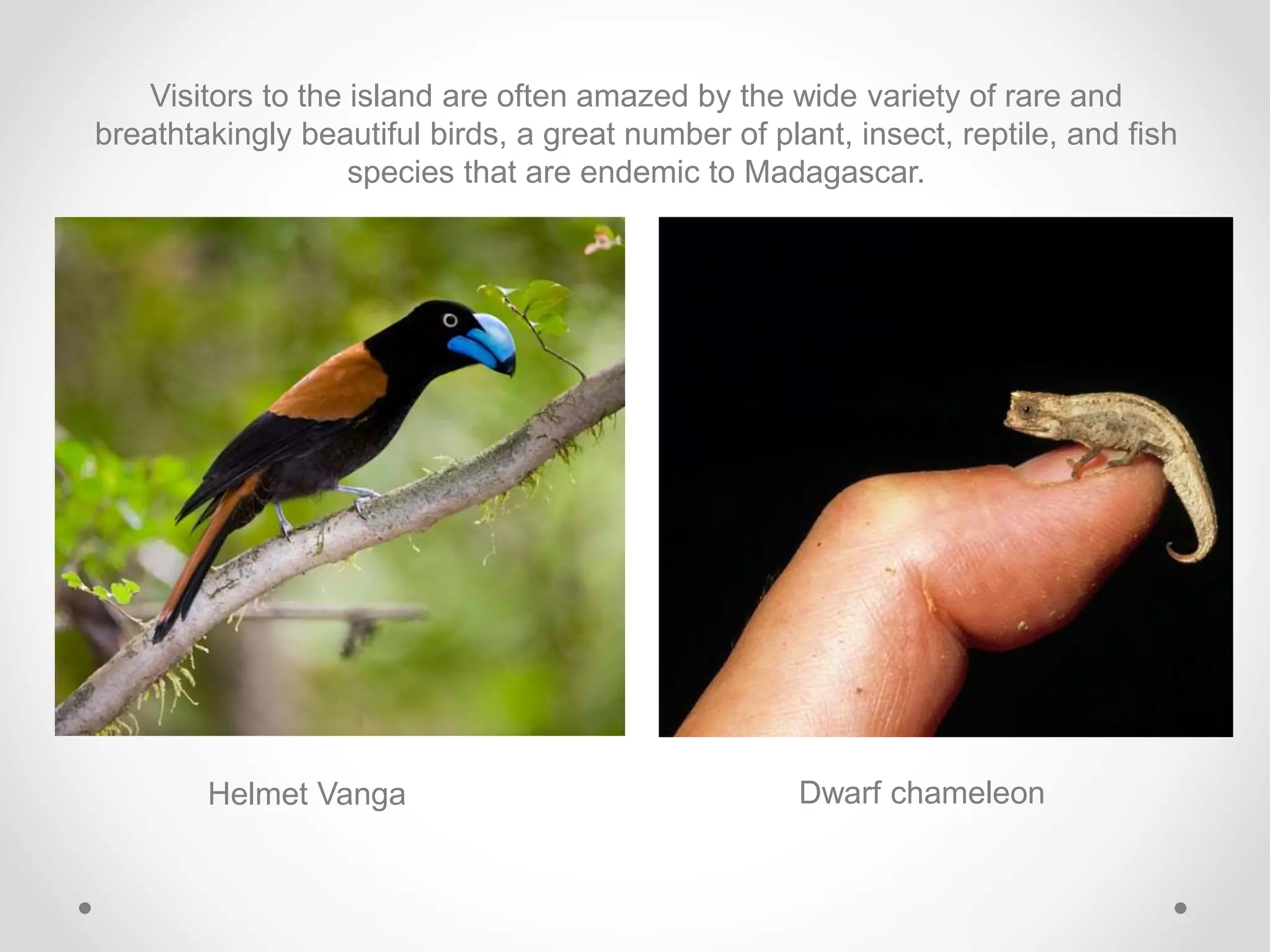 Visitors to the island are often amazed by the wide variety of rare and
breathtakingly beautiful birds, a great number of plant, insect, reptile, and fish
species that are endemic to Madagascar.
Dwarf chameleonHelmet Vanga