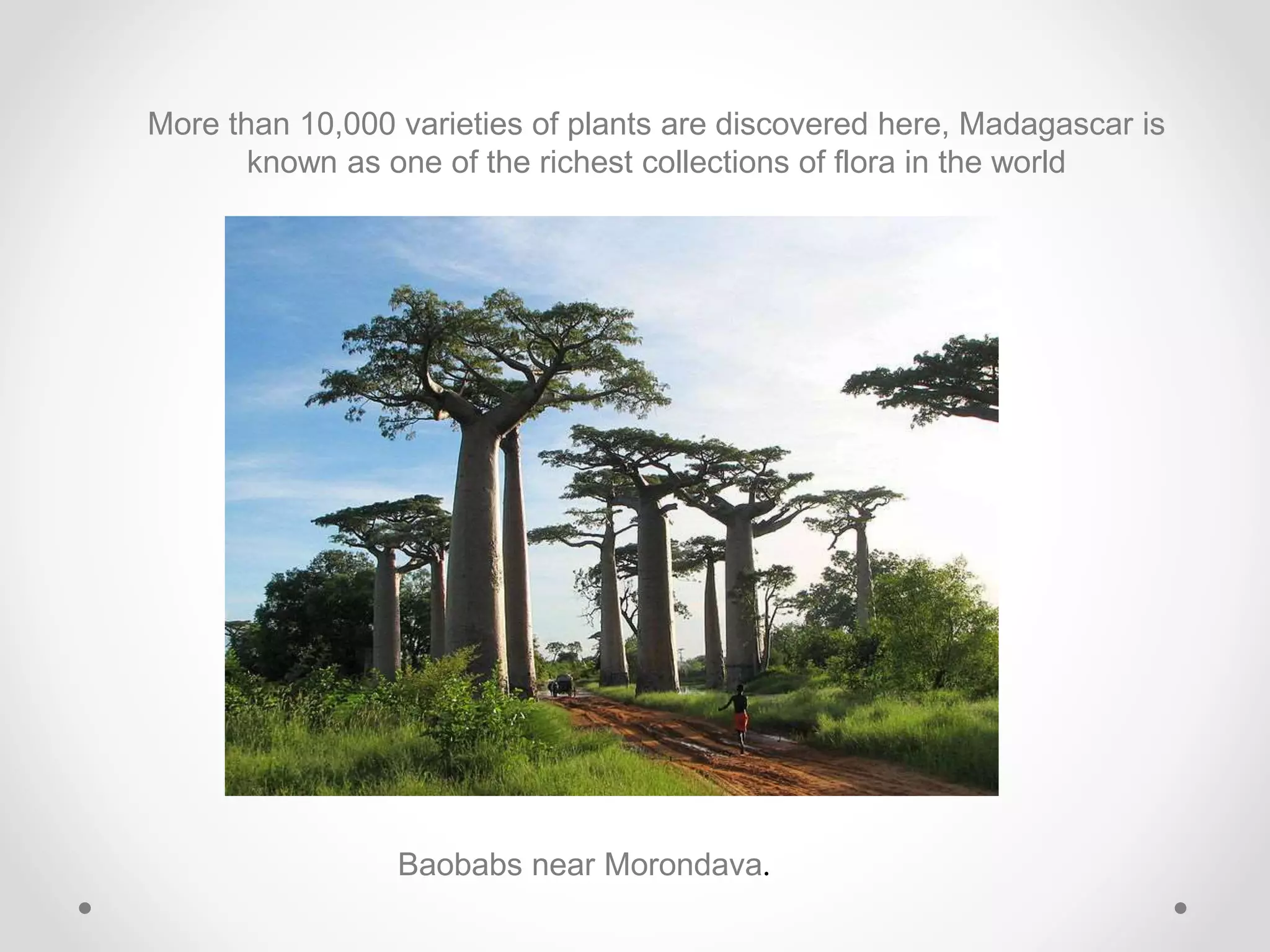More than 10,000 varieties of plants are discovered here, Madagascar is
known as one of the richest collections of flora in the world
Baobabs near Morondava.