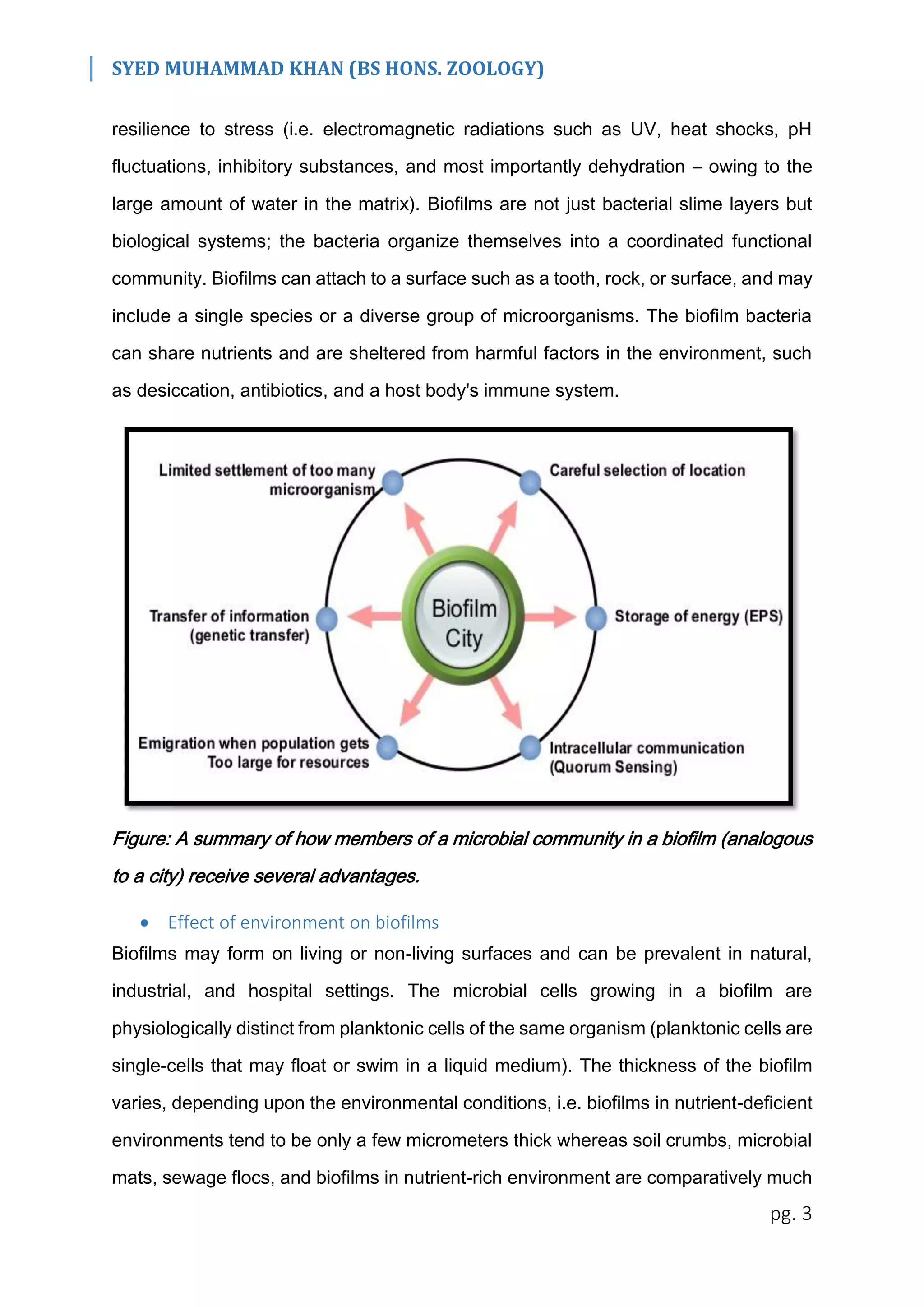 SYED MUHAMMAD KHAN (BS HONS. ZOOLOGY)
pg. 3
resilience to stress (i.e. electromagnetic radiations such as UV, heat shocks, pH
fluctuations, inhibitory substances, and most importantly dehydration – owing to the
large amount of water in the matrix). Biofilms are not just bacterial slime layers but
biological systems; the bacteria organize themselves into a coordinated functional
community. Biofilms can attach to a surface such as a tooth, rock, or surface, and may
include a single species or a diverse group of microorganisms. The biofilm bacteria
can share nutrients and are sheltered from harmful factors in the environment, such
as desiccation, antibiotics, and a host body's immune system.
Figure: A summary of how members of a microbial community in a biofilm (analogous
to a city) receive several advantages.
 Effect of environment on biofilms
Biofilms may form on living or non-living surfaces and can be prevalent in natural,
industrial, and hospital settings. The microbial cells growing in a biofilm are
physiologically distinct from planktonic cells of the same organism (planktonic cells are
single-cells that may float or swim in a liquid medium). The thickness of the biofilm
varies, depending upon the environmental conditions, i.e. biofilms in nutrient-deficient
environments tend to be only a few micrometers thick whereas soil crumbs, microbial
mats, sewage flocs, and biofilms in nutrient-rich environment are comparatively much
 