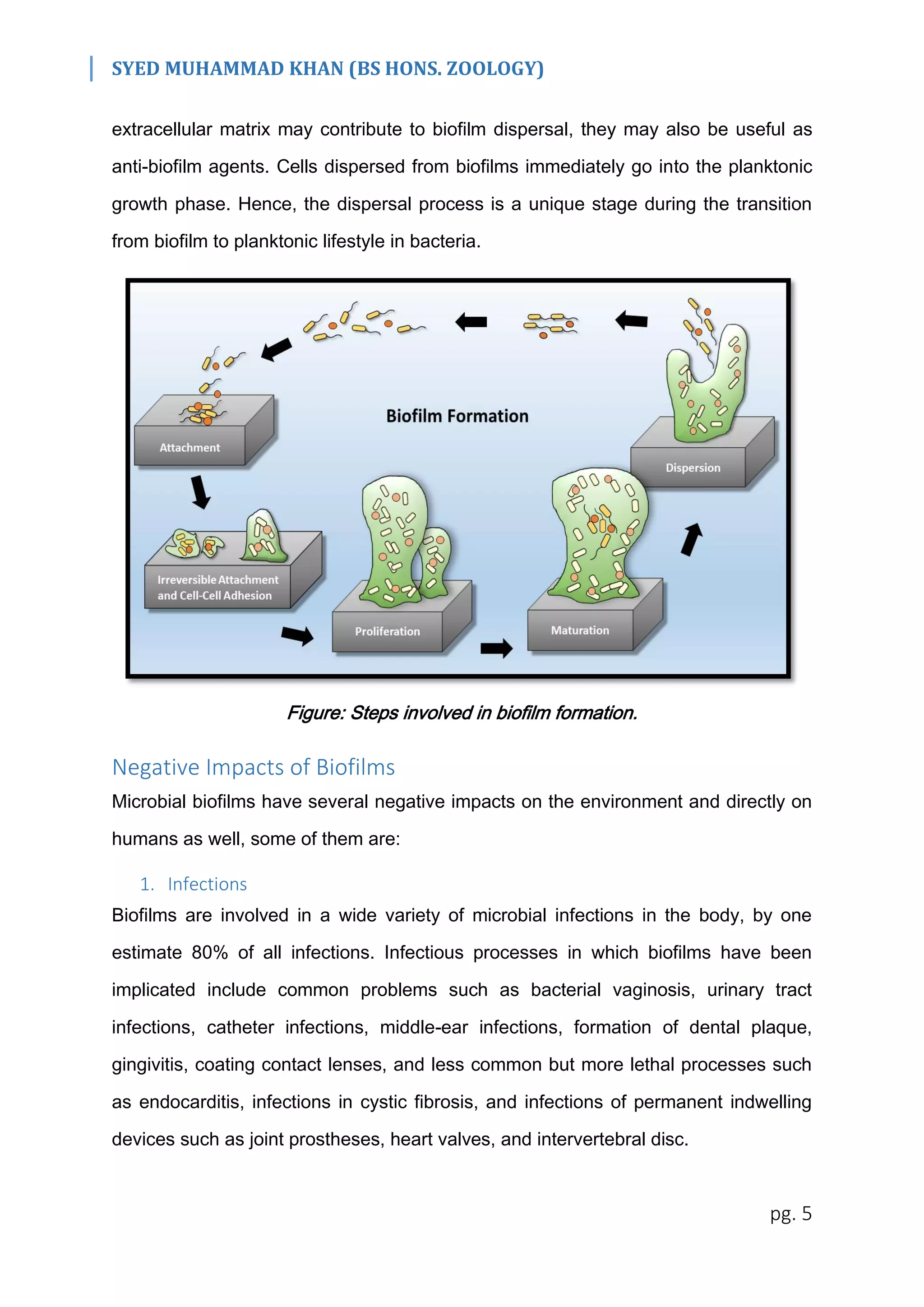 SYED MUHAMMAD KHAN (BS HONS. ZOOLOGY)
pg. 5
extracellular matrix may contribute to biofilm dispersal, they may also be useful as
anti-biofilm agents. Cells dispersed from biofilms immediately go into the planktonic
growth phase. Hence, the dispersal process is a unique stage during the transition
from biofilm to planktonic lifestyle in bacteria.
Figure: Steps involved in biofilm formation.
Negative Impacts of Biofilms
Microbial biofilms have several negative impacts on the environment and directly on
humans as well, some of them are:
1. Infections
Biofilms are involved in a wide variety of microbial infections in the body, by one
estimate 80% of all infections. Infectious processes in which biofilms have been
implicated include common problems such as bacterial vaginosis, urinary tract
infections, catheter infections, middle-ear infections, formation of dental plaque,
gingivitis, coating contact lenses, and less common but more lethal processes such
as endocarditis, infections in cystic fibrosis, and infections of permanent indwelling
devices such as joint prostheses, heart valves, and intervertebral disc.
 