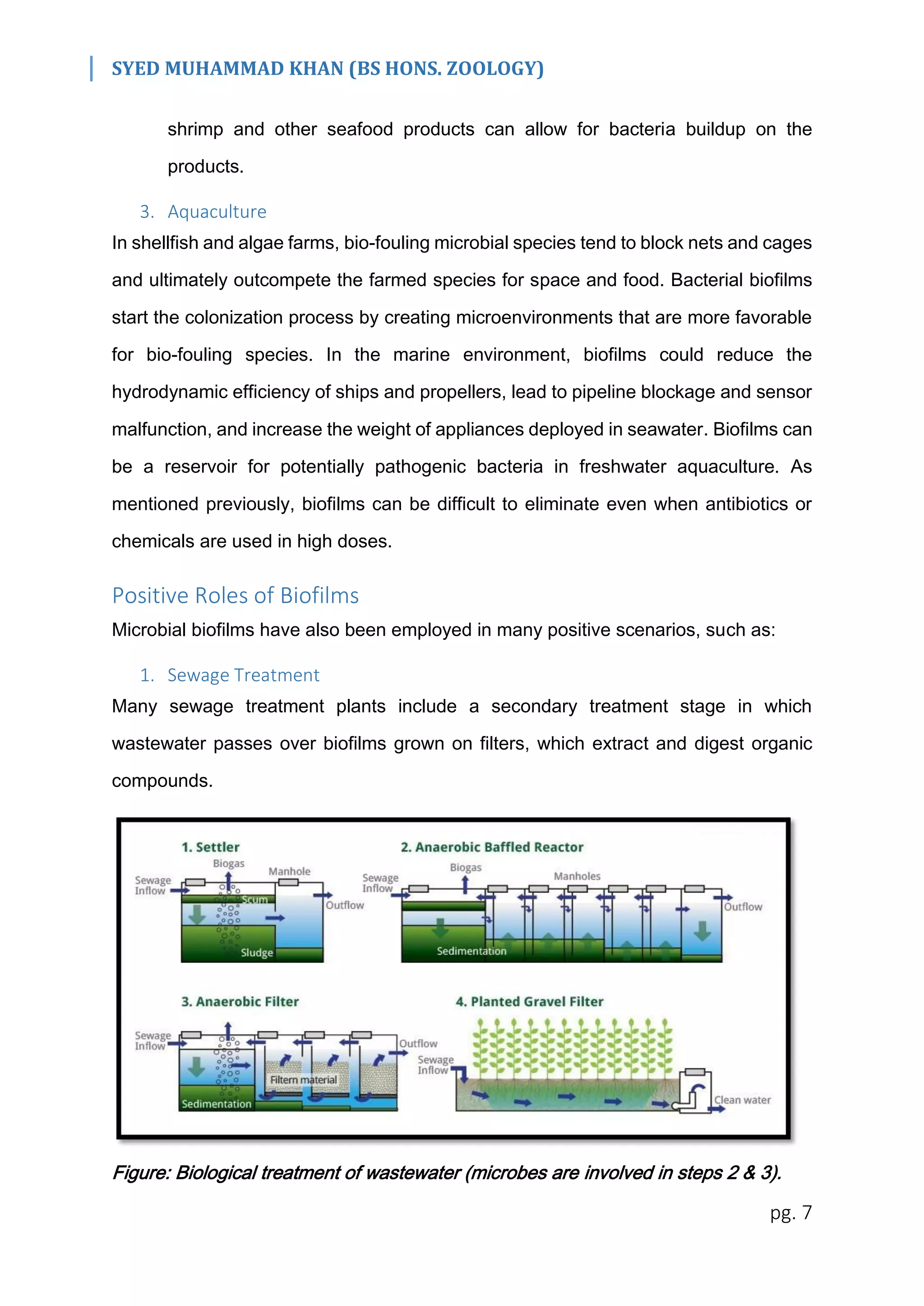 SYED MUHAMMAD KHAN (BS HONS. ZOOLOGY)
pg. 7
shrimp and other seafood products can allow for bacteria buildup on the
products.
3. Aquaculture
In shellfish and algae farms, bio-fouling microbial species tend to block nets and cages
and ultimately outcompete the farmed species for space and food. Bacterial biofilms
start the colonization process by creating microenvironments that are more favorable
for bio-fouling species. In the marine environment, biofilms could reduce the
hydrodynamic efficiency of ships and propellers, lead to pipeline blockage and sensor
malfunction, and increase the weight of appliances deployed in seawater. Biofilms can
be a reservoir for potentially pathogenic bacteria in freshwater aquaculture. As
mentioned previously, biofilms can be difficult to eliminate even when antibiotics or
chemicals are used in high doses.
Positive Roles of Biofilms
Microbial biofilms have also been employed in many positive scenarios, such as:
1. Sewage Treatment
Many sewage treatment plants include a secondary treatment stage in which
wastewater passes over biofilms grown on filters, which extract and digest organic
compounds.
Figure: Biological treatment of wastewater (microbes are involved in steps 2 & 3).
 