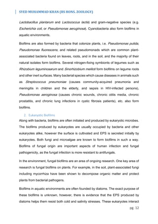 SYED MUHAMMAD KHAN (BS HONS. ZOOLOGY)
pg. 12
Lactobacillus plantarum and Lactococcus lactis) and gram-negative species (e.g.
Escherichia coli, or Pseudomonas aeruginosa). Cyanobacteria also form biofilms in
aquatic environments.
Biofilms are also formed by bacteria that colonize plants, i.e. Pseudomonas putida,
Pseudomonas fluorescens, and related pseudomonads which are common plant-
associated bacteria found on leaves, roots, and in the soil, and the majority of their
natural isolates form biofilms. Several nitrogen-fixing symbionts of legumes such as
Rhizobium leguminosarum and Sinorhizobium meliloti form biofilms on legume roots
and other inert surfaces. Many bacterial species which cause diseases in animals such
as Streptococcus pneumoniae (causes community-acquired pneumonia and
meningitis in children and the elderly, and sepsis in HIV-infected persons),
Pseudomonas aeroginosa (causes chronic wounds, chronic otitis media, chronic
prostatitis, and chronic lung infections in cystic fibrosis patients), etc. also form
biofilms.
2. Eukaryotic Biofilms
Along with bacteria, biofilms are often initiated and produced by eukaryotic microbes.
The biofilms produced by eukaryotes are usually occupied by bacteria and other
eukaryotes alike, however the surface is cultivated and EPS is secreted initially by
eukaryotes. Both fungi and microalgae are known to form biofilms in such a way.
Biofilms of fungal origin are important aspects of human infection and fungal
pathogenicity, as the fungal infection is more resistant to antifungals.
In the environment, fungal biofilms are an area of ongoing research. One key area of
research is fungal biofilms on plants. For example, in the soil, plant-associated fungi
including mycorrhiza have been shown to decompose organic matter and protect
plants from bacterial pathogens.
Biofilms in aquatic environments are often founded by diatoms. The exact purpose of
these biofilms is unknown, however, there is evidence that the EPS produced by
diatoms helps them resist both cold and salinity stresses. These eukaryotes interact
 