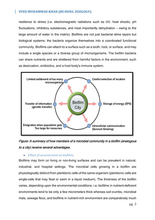 SYED MUHAMMAD KHAN (BS HONS. ZOOLOGY)
pg. 3
resilience to stress (i.e. electromagnetic radiations such as UV, heat shocks, pH
fluctuations, inhibitory substances, and most importantly dehydration – owing to the
large amount of water in the matrix). Biofilms are not just bacterial slime layers but
biological systems; the bacteria organize themselves into a coordinated functional
community. Biofilms can attach to a surface such as a tooth, rock, or surface, and may
include a single species or a diverse group of microorganisms. The biofilm bacteria
can share nutrients and are sheltered from harmful factors in the environment, such
as desiccation, antibiotics, and a host body's immune system.
Figure: A summary of how members of a microbial community in a biofilm (analogous
to a city) receive several advantages.
 Effect of environment on biofilms
Biofilms may form on living or non-living surfaces and can be prevalent in natural,
industrial, and hospital settings. The microbial cells growing in a biofilm are
physiologically distinct from planktonic cells of the same organism (planktonic cells are
single-cells that may float or swim in a liquid medium). The thickness of the biofilm
varies, depending upon the environmental conditions, i.e. biofilms in nutrient-deficient
environments tend to be only a few micrometers thick whereas soil crumbs, microbial
mats, sewage flocs, and biofilms in nutrient-rich environment are comparatively much
 