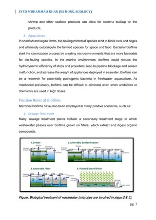 SYED MUHAMMAD KHAN (BS HONS. ZOOLOGY)
pg. 7
shrimp and other seafood products can allow for bacteria buildup on the
products.
3. Aquaculture
In shellfish and algae farms, bio-fouling microbial species tend to block nets and cages
and ultimately outcompete the farmed species for space and food. Bacterial biofilms
start the colonization process by creating microenvironments that are more favorable
for bio-fouling species. In the marine environment, biofilms could reduce the
hydrodynamic efficiency of ships and propellers, lead to pipeline blockage and sensor
malfunction, and increase the weight of appliances deployed in seawater. Biofilms can
be a reservoir for potentially pathogenic bacteria in freshwater aquaculture. As
mentioned previously, biofilms can be difficult to eliminate even when antibiotics or
chemicals are used in high doses.
Positive Roles of Biofilms
Microbial biofilms have also been employed in many positive scenarios, such as:
1. Sewage Treatment
Many sewage treatment plants include a secondary treatment stage in which
wastewater passes over biofilms grown on filters, which extract and digest organic
compounds.
Figure: Biological treatment of wastewater (microbes are involved in steps 2 & 3).
 