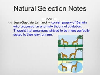 Natural Selection Notes
 Jean-Baptiste Lamarck – contemporary of Darwin
  who proposed an alternate theory of evolution.
  Thought that organisms strived to be more perfectly
  suited to their environment
 