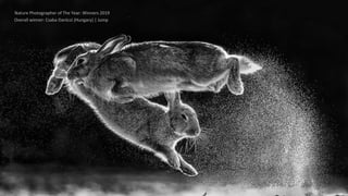 Overall winner: Csaba Daróczi (Hungary) | Jump
Nature Photographer of The Year: Winners 2019
 
