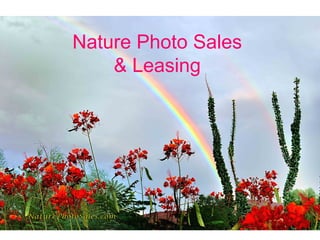 Nature Photo Sales
& Leasing
 