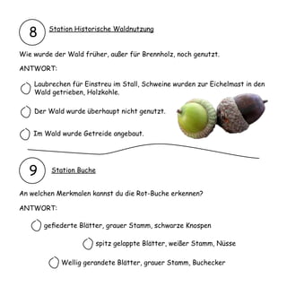 8     Station Historische Waldnutzung


Wie wurde der Wald früher, außer für Brennholz, noch genutzt.

ANTWORT:

    Laubrechen für Einstreu im Stall, Schweine wurden zur Eichelmast in den
    Wald getrieben, Holzkohle.

    Der Wald wurde überhaupt nicht genutzt.


    Im Wald wurde Getreide angebaut.




   9     Station Buche


An welchen Merkmalen kannst du die Rot-Buche erkennen?

ANTWORT:

       gefiederte Blätter, grauer Stamm, schwarze Knospen

                       spitz gelappte Blätter, weißer Stamm, Nüsse

            Wellig gerandete Blätter, grauer Stamm, Buchecker
 