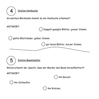 4       Station Hainbuche


An welchen Merkmalen kannst du die Hainbuche erkennen?


ANTWORT:
                                 Doppelt gesägte Blätter, grauer Stamm.


      glatte Blattränder, gelber Stamm.

                                   gar keine Blätter, kurzer Stamm.




  5       Station Baumtelefon


Woran erkennt der Specht, dass der Marder den Baum heraufklettert?

ANTWORT:
                                              Am Geruch.

      Am Schnaufen.

                                    Am Kratzen.
 