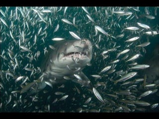 Natures best photography