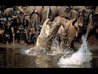 Natures best photography