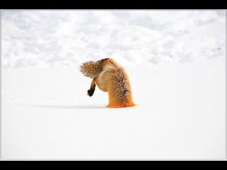 Natures best photography