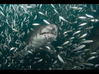 Nature s best_photography_ab