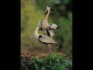 Nature s best_photography_ab