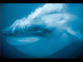 Nature s best_photography_ab