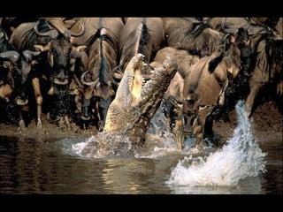 Nature s best_photography_ab