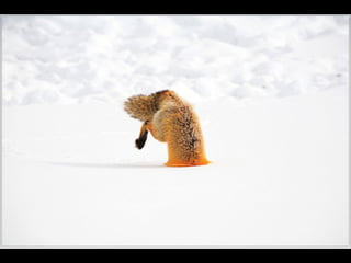 Nature s best_photography_ab